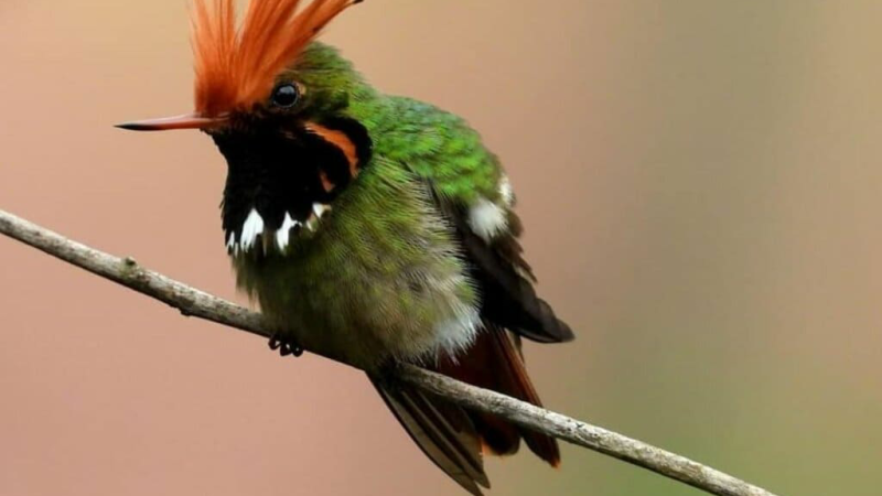 Discover the adorable Rufous-crested Coquette Hummingbird, a delightful and chubby bird that captures hearts
