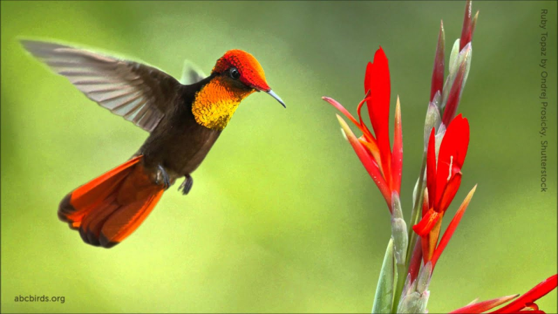 Mesmerizing: The Ruby-Topaz Hummingbird’s remarkable journey from egg to graceful aviator
