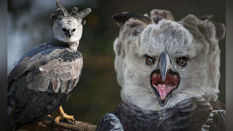 The enormous size of Harpy Eagles often leads people to mistake them for someone wearing a costume