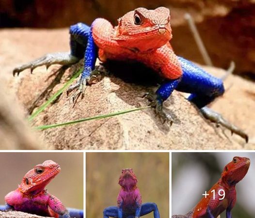 The Spider-Ma-Lookalike Lizard is one of nature’s superheroes.