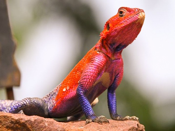 Mother Nature’s Champions: The Lizard Resembling Spider-Man That’s Capturing Hearts