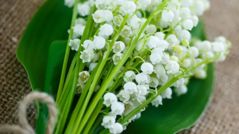Lily of the Valley: A Charming Emblem that Captures the Essence of Joy and Satisfaction.